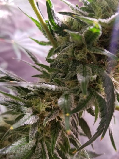 BigCube's grow show and tell.