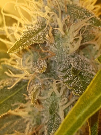 Quick one Auto ....need help i believe