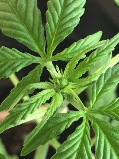 auto-flowering-already.jpeg