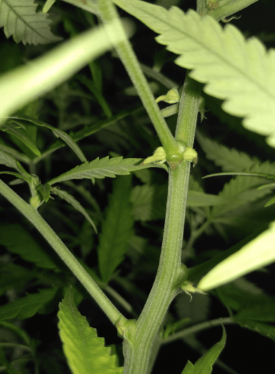 Male of hermie ?