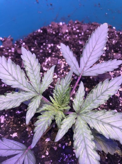 is-this-plant-ok.jpeg