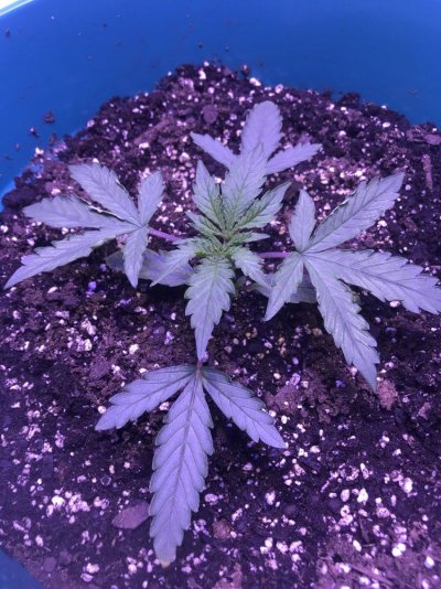 Is this plant ok?