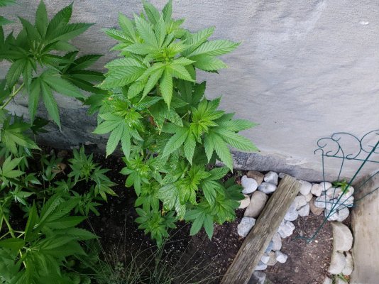 southern-ontario-outdoor-grow-2019.jpg