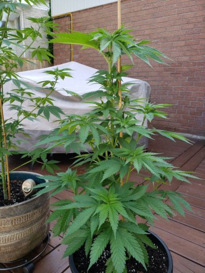 southern-ontario-outdoor-grow-2019-2.jpg