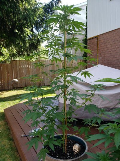 southern-ontario-outdoor-grow-2019-3.jpg