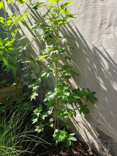 southern-ontario-outdoor-grow-2019-9.jpg