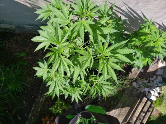southern-ontario-outdoor-grow-2019-10.jpg