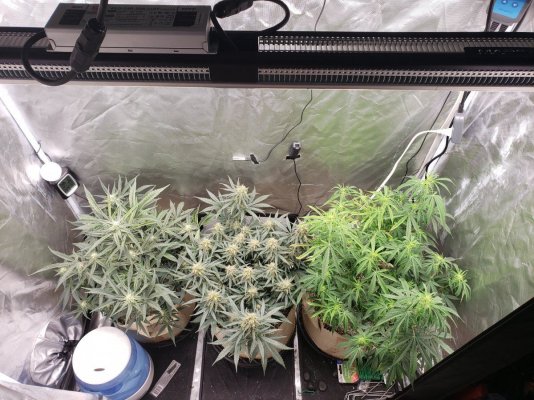 First grow. Autoflowers in promix hp