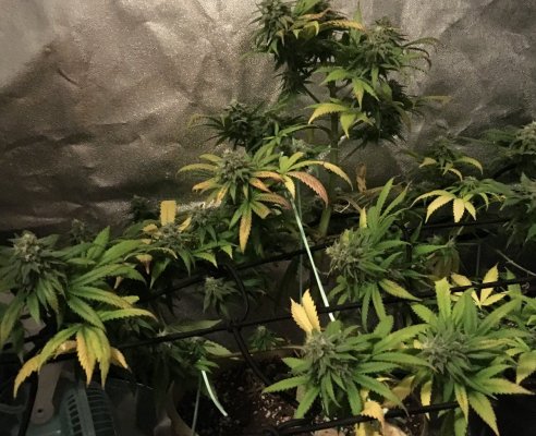 Help. My plants are in flower and yellow leaves