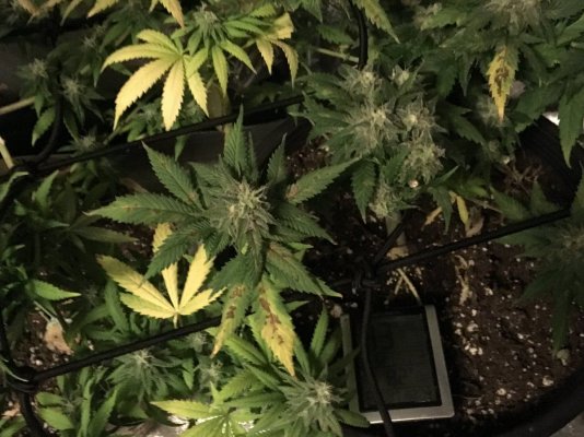 Help. My plants are in flower and yellow leaves