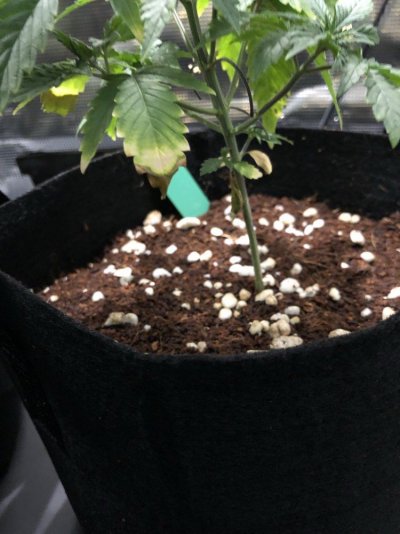 cant-tell-if-nute-burn-overwatering-or-deficiency-5.jpeg