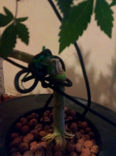 Dwc mainline