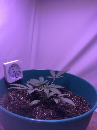 Is this plant ok?