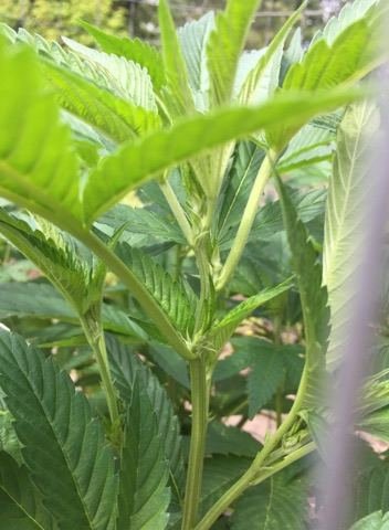 Pre flowering Myths???