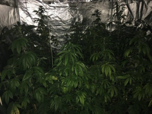 Bubba Cookies Grow Journal (divine Genetics)
