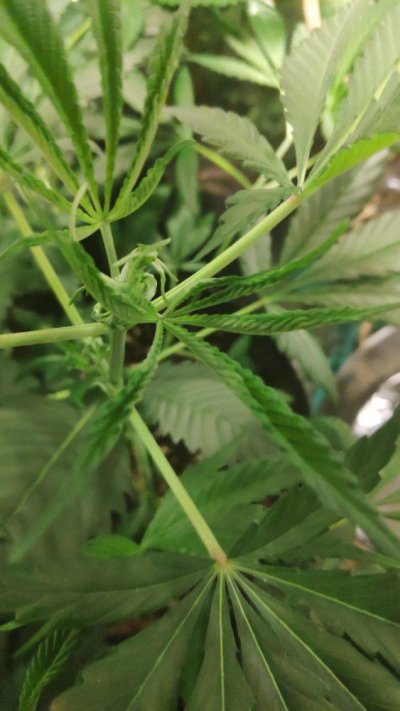 runoff-ph-5-cant-get-it-up-help.jpg