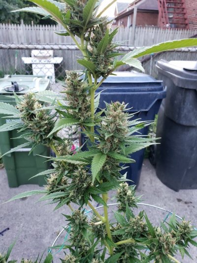 Need some help