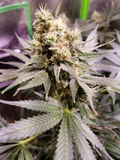 BigCube's grow show and tell.