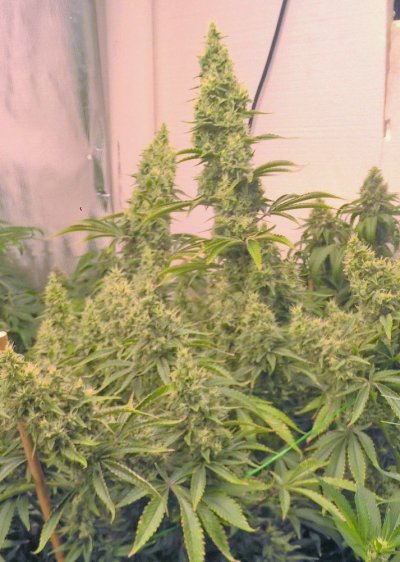 Beds Are For F***ing! Small Pots = Big Buds!
