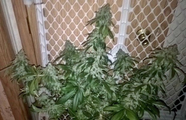 Beds Are For F***ing! Small Pots = Big Buds!
