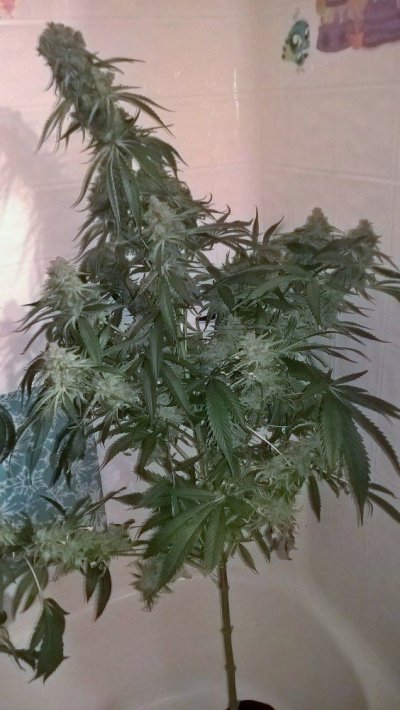 Beds Are For F***ing! Small Pots = Big Buds!