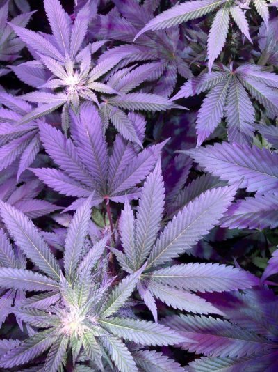 yellow-veins--deficiency.jpeg