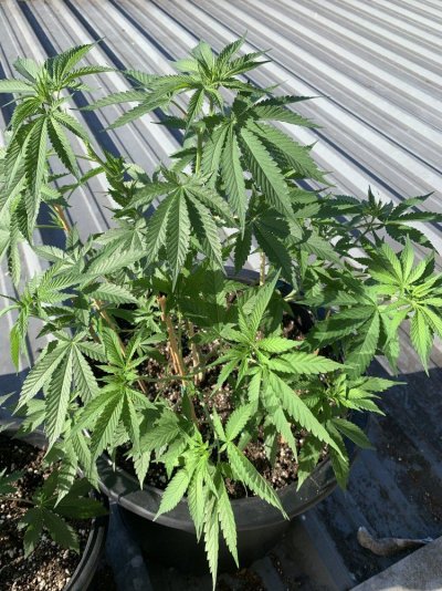 How are we lookin’?
