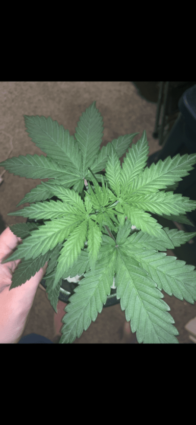 first-grow--week-2-flower-check-it-out-4.png