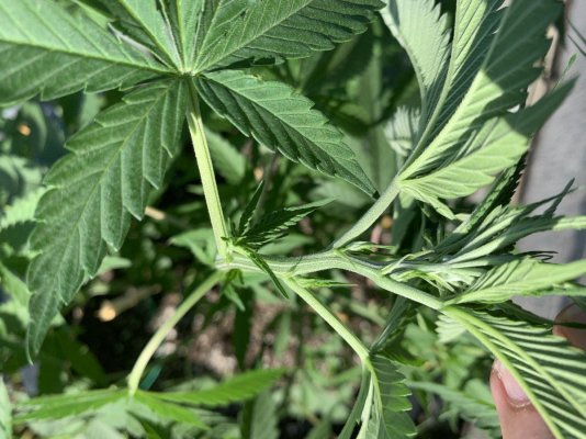 New Grower Looking for Sexing Help