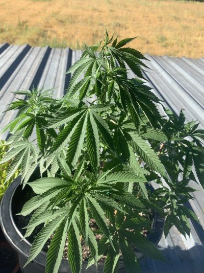 New Grower Looking for Sexing Help