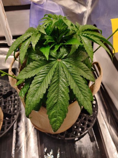 leaves-started-developing-holes-now-redness-near-stalk-and-burning.jpg