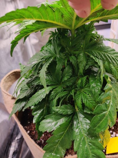 leaves-started-developing-holes-now-redness-near-stalk-and-burning-3.jpg