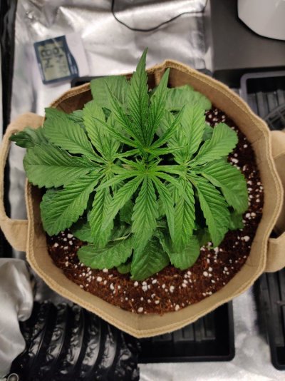 leaves-started-developing-holes-now-redness-near-stalk-and-burning-7.jpg