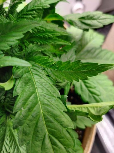 leaves-started-developing-holes-now-redness-near-stalk-and-burning-8.jpg