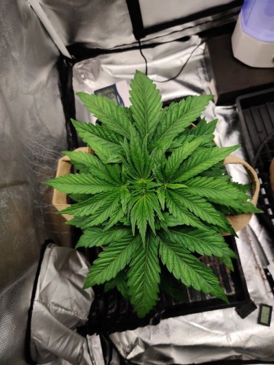 leaves-started-developing-holes-now-redness-near-stalk-and-burning-9.jpg