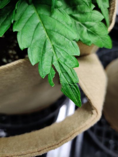 leaves-started-developing-holes-now-redness-near-stalk-and-burning-11.jpg