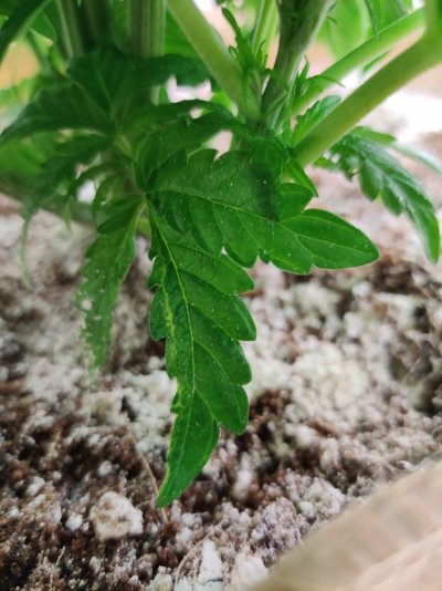 leaves-started-developing-holes-now-redness-near-stalk-and-burning-13.jpg