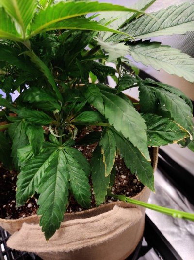 leaves-started-developing-holes-now-redness-near-stalk-and-burning-20.jpg