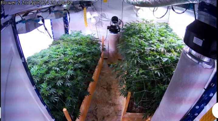 Jimmy Dirts 2205w CMH flower room.
