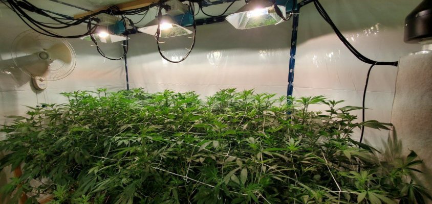 Jimmy Dirts 2205w CMH flower room.