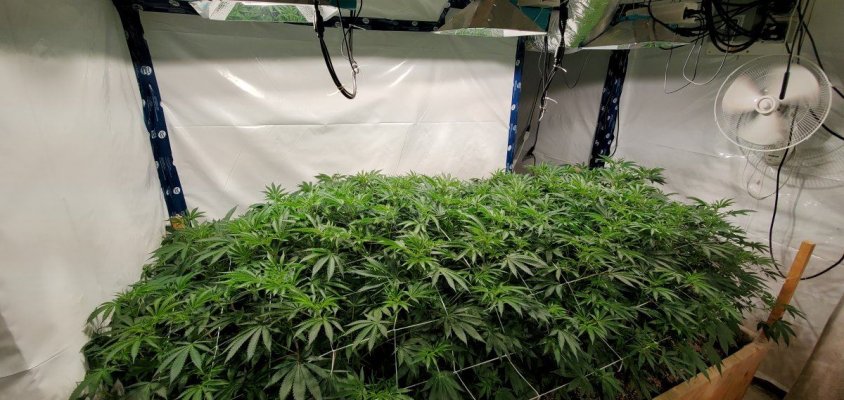 Jimmy Dirts 2205w CMH flower room.