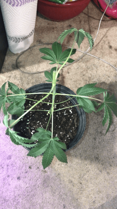 my-plants-arent-in-good-shape-at-all-and-i-dont-know-where-it-went-wrong-6.png