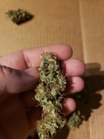First grow. Autoflowers in promix hp