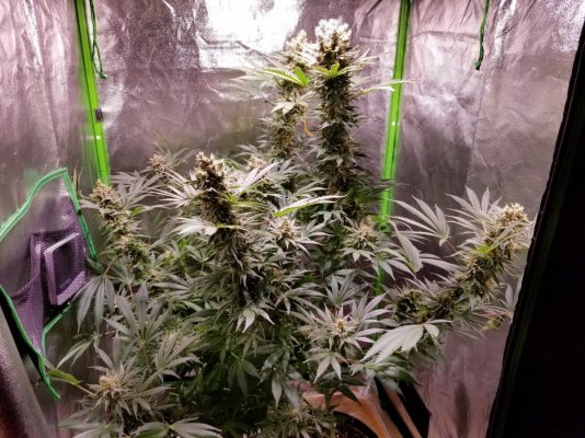 BigCube's grow show and tell.