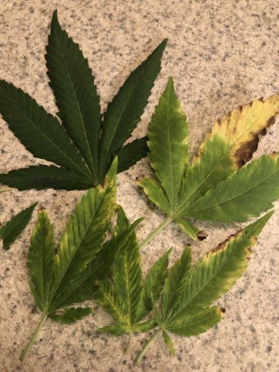 Leaf issues