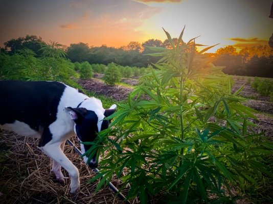 Charm on the farm