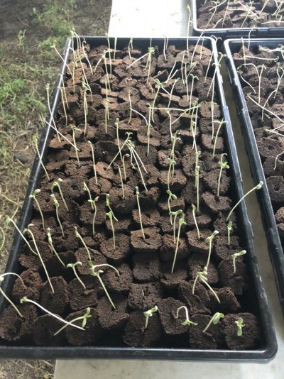 help-hemp-lifter-strain-seedlings-toppling-over-2.jpeg