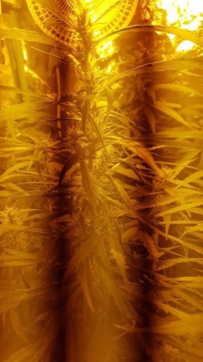 4th-grow-and-this-one-is-tricky---looking-for-a-sativa-captain---all-help-is-welcome-3.jpeg