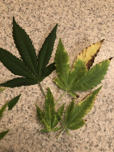 Need advice on different leaf symptoms