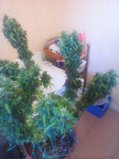 IMG0373A.jpg